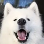 ghost_the_samoyed